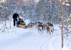 Chiens de traineau